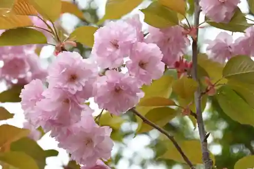 宝光寺の庭園