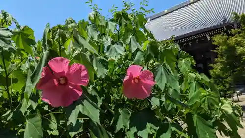 妙顯寺（妙顕寺）(京都府)