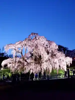 瀧桜神明宮(福島県)