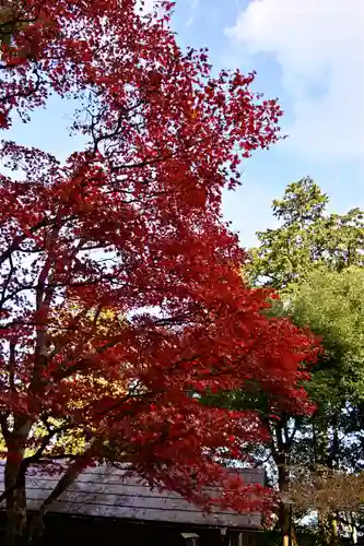 武蔵御嶽神社の自然