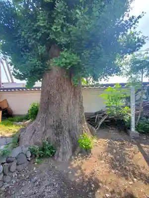 浄泉寺(群馬県)