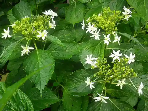 御霊神社の自然