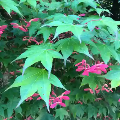 公智神社(兵庫県)