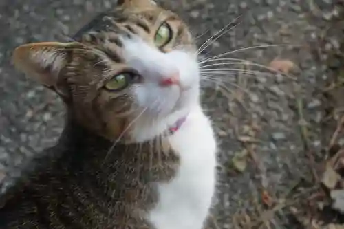 唐澤山神社の動物