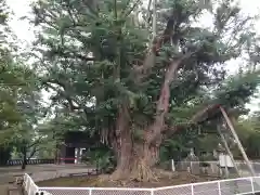 千葉寺の建物その他