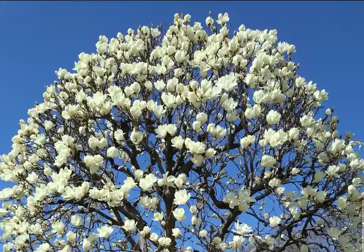成願寺(東京都)
