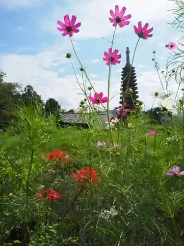 般若寺 ❁﻿コスモス寺❁(奈良県)