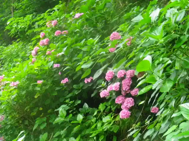 御霊神社の自然
