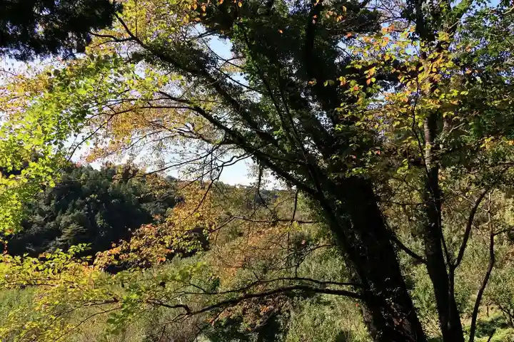 猫稲荷神社の自然