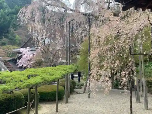 善峯寺の庭園