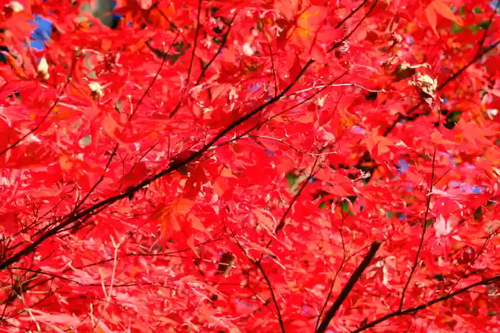 高野山金剛峯寺奥の院の自然