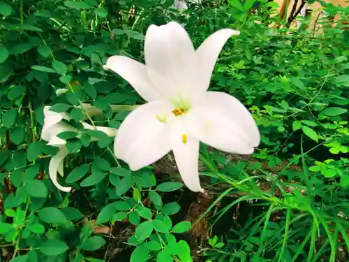 薬王院円如寺の自然