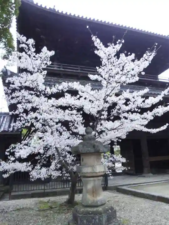 大樹寺(松安院大樹寺)の自然