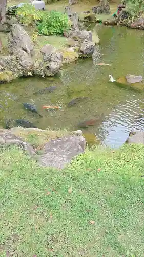 北海道護國神社の動物