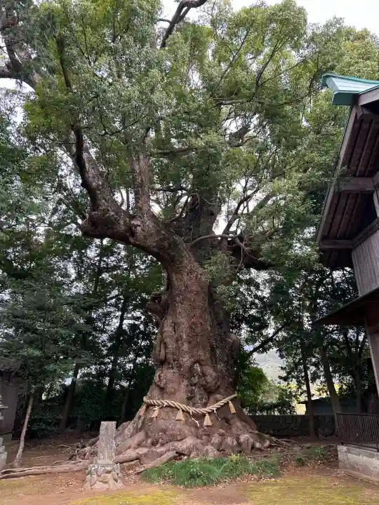 川津来宮神社(静岡県)
