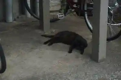 勝淵神社の動物