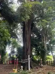 麻賀多神社(千葉県)