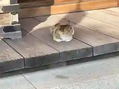 観音寺の動物