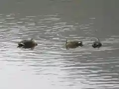 伊勢神宮内宮（皇大神宮）の動物