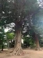 熊野神社(千葉県)