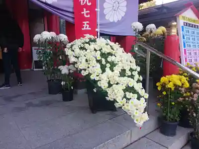 宮城縣護國神社の七五三参