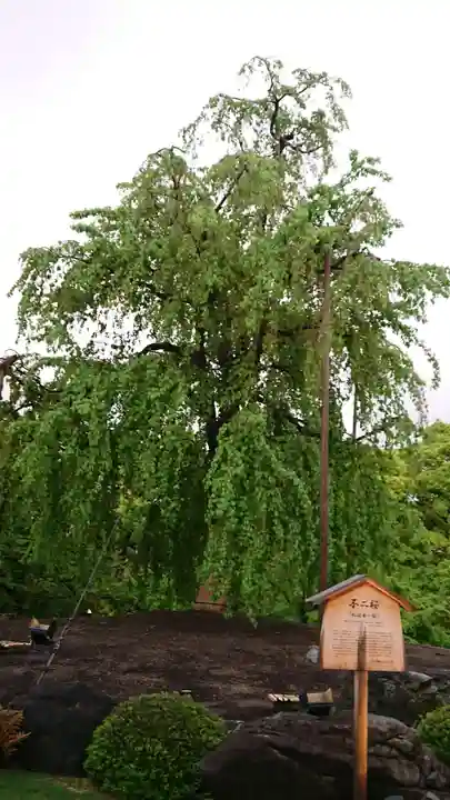 東寺(教王護国寺)の自然