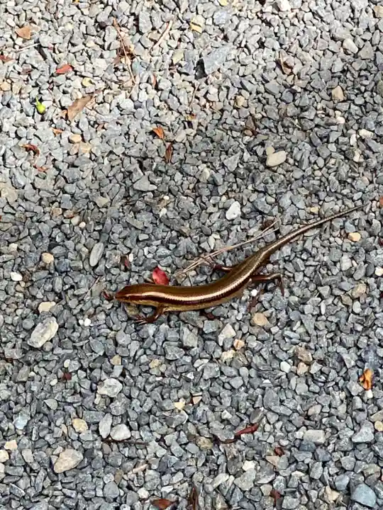 九頭竜大社(京都府)