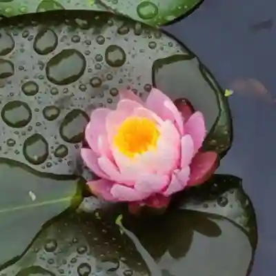 牛嶋天満宮の自然