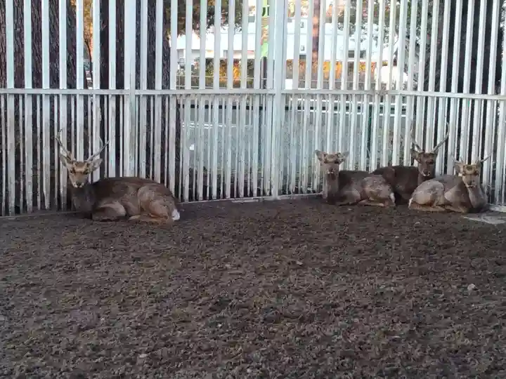 相州春日神社の動物