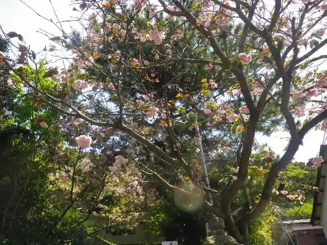 八雲神社(鎌倉・大町)の自然
