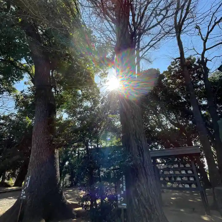 篠原八幡神社の自然