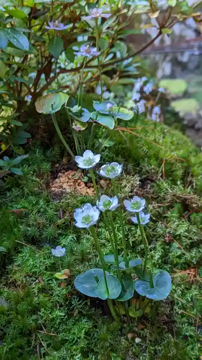古知谷阿弥陀寺(京都府)