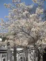 旗上弁財天社の自然