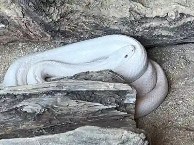 赤水蛇石神社の動物