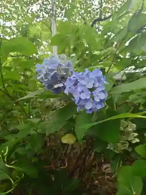 日吉神社の自然
