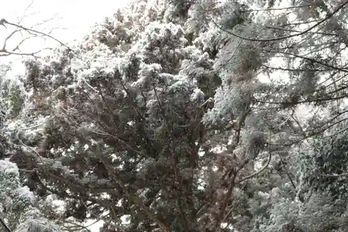帳附神社の自然