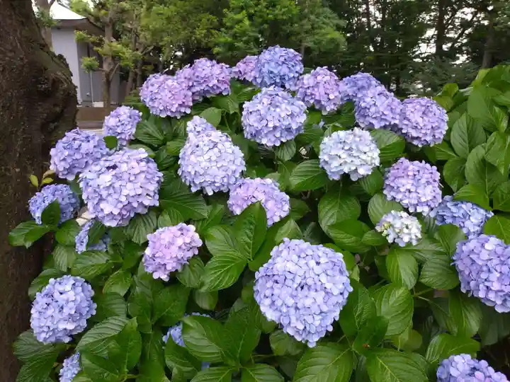 妙法寺(東京都)