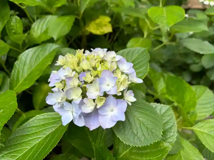 坐摩神社(大阪府)