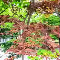 彌彦神社 (伊夜日子神社)の自然