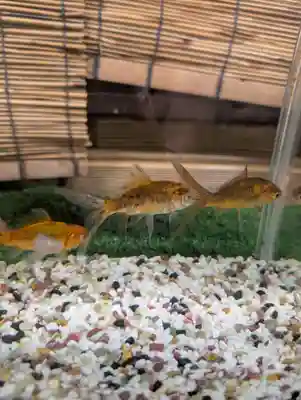 駒形神社(岩手県)