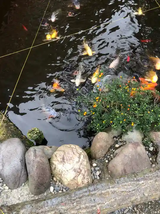 今泉八坂神社の動物