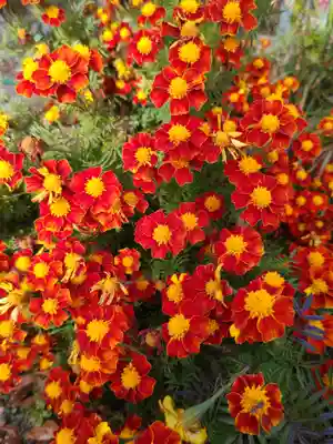 岡部春日神社～👹鬼門よけの🌺花咲く🌺やしろ～(福島県)