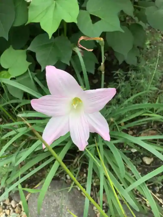 三輪神社の自然