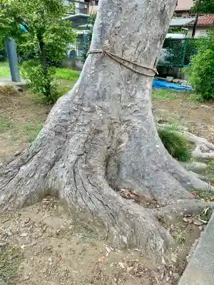 菅原神社(埼玉県)