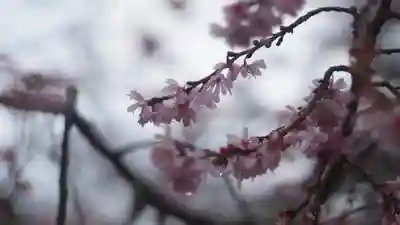 妙蓮寺(京都府)