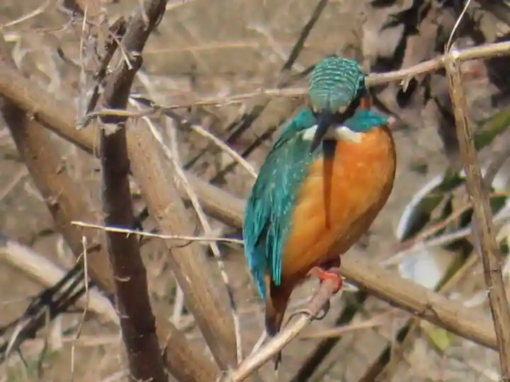 町田天満宮の動物