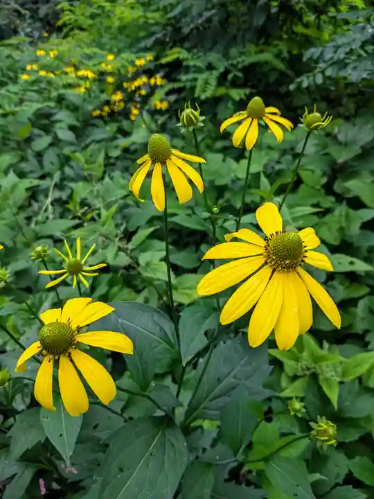 相馬妙見宮 大上川神社の自然