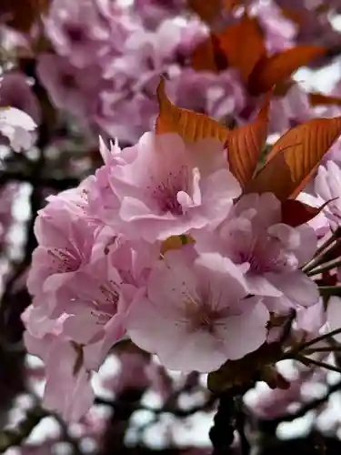 春日神社(京都府)