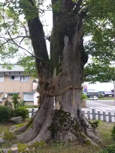 山神之神社（山神社）(福井県)