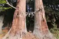 夏井諏訪神社の自然